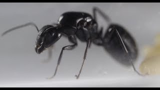 Camponotus Japonicus, Ants insects