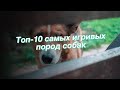 Топ-10 самых игривых пород собак