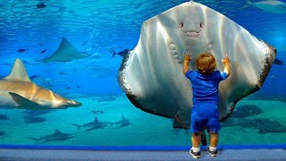 Funniest Babies and Fish Moment |Babies In Aquarium Is The Best Time |We Laugh by We laugh 660 views 5 months ago 9 minutes, 2 seconds