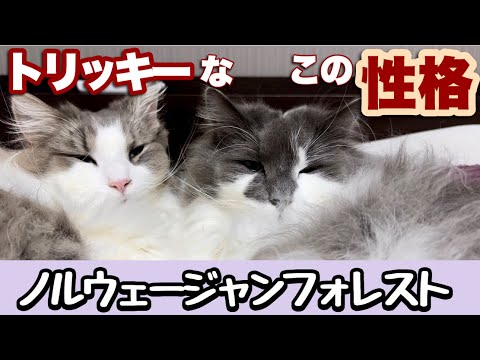 ノルウェージャンフォレストキャットたちの独特な性格が面白すぎる!イタズラ連発の日常!