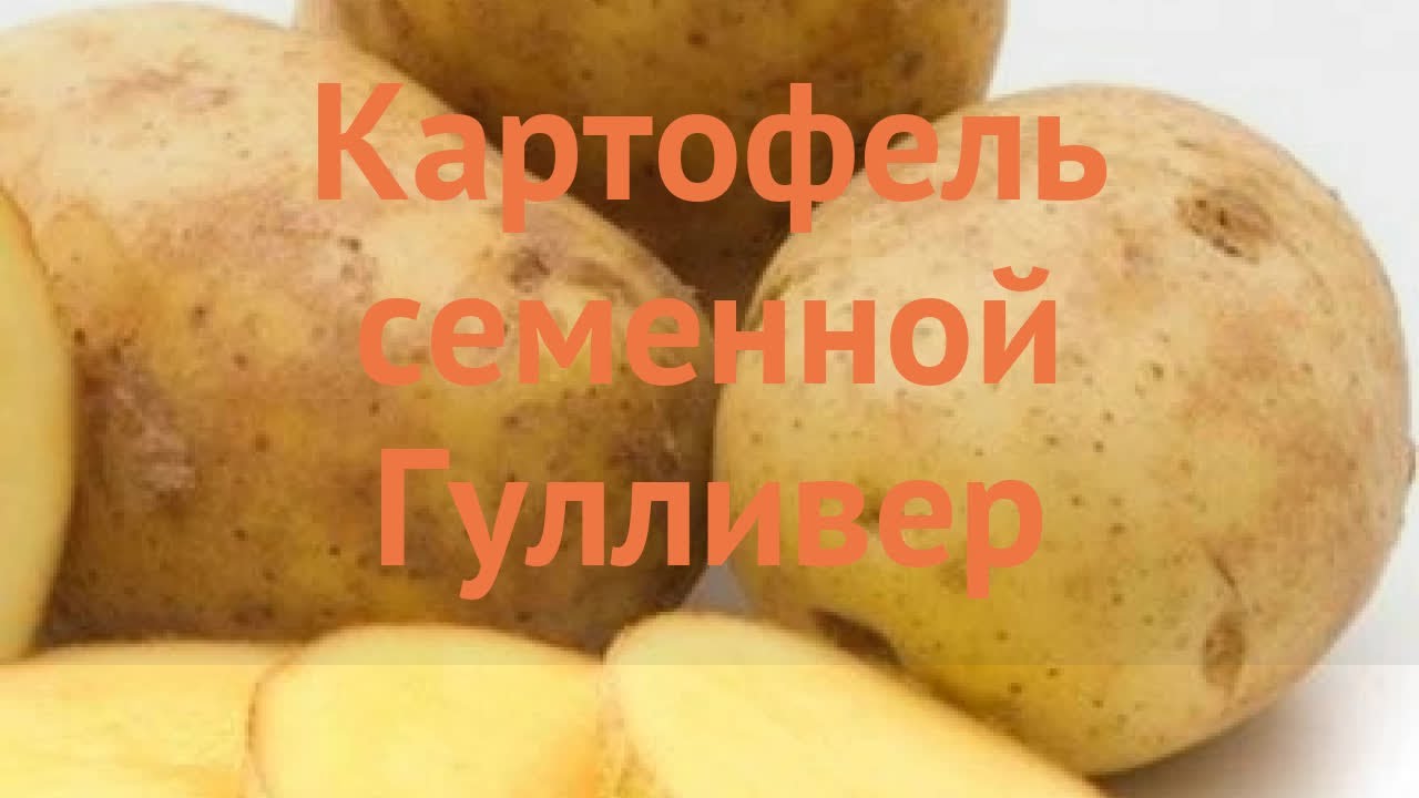 Сорт картофеля гулливер характеристика. Картофель семенной Гулливер. Картофель сорт Гулливер. Сорт картошки Гулливер. Гулливер картофель характеристика.