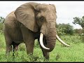 Elephant sound effects