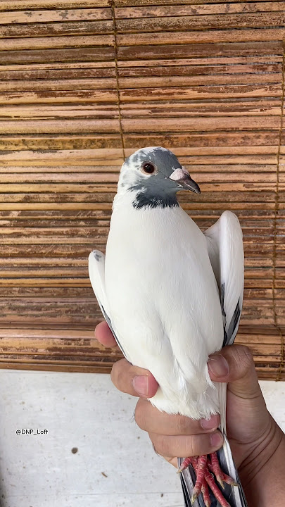 Kalian megang merpati kaya gimana? #pigeon #birds #shorts