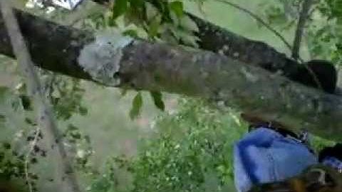 How I Walk on Tree Limbs:  Limbwalking with Spikes