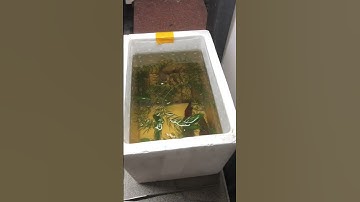 Thuần cá lóc ở thùng xốp dễ không #calockieng #channafish #channamaru #fish #xuhuong #shorts