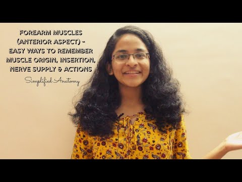 FOREARM MUSCLES (ANTERIOR