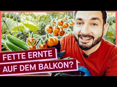 Video: Balkongarten: Ideen, wie man organisiert, was man anbaut. Gartenarbeit auf dem Balkon