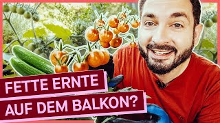 Gemüse auf dem eigenen Balkongarten anbauen: Lohnt sich das?