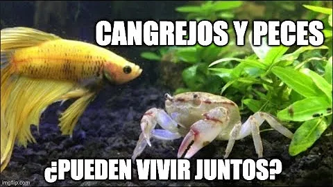 ¿Hay cangrejos que no se puedan comer?