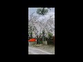 白い桜 渓仙桜🌸車折神社より