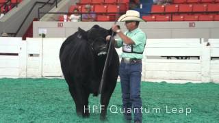 Simmental Breeders Sweepstakes Pb Bull