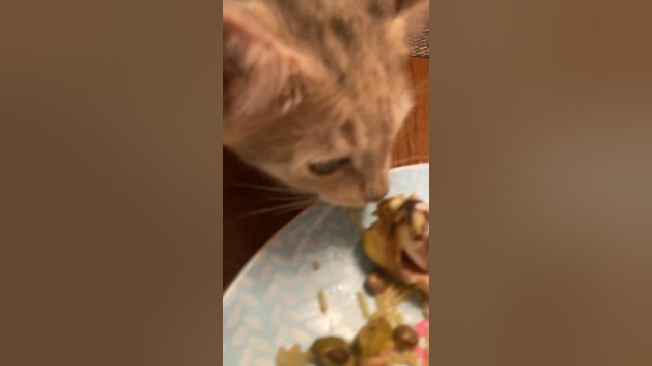 Mama May I Have Cookie YouTube mama-may-i-have-cookie-youtube
