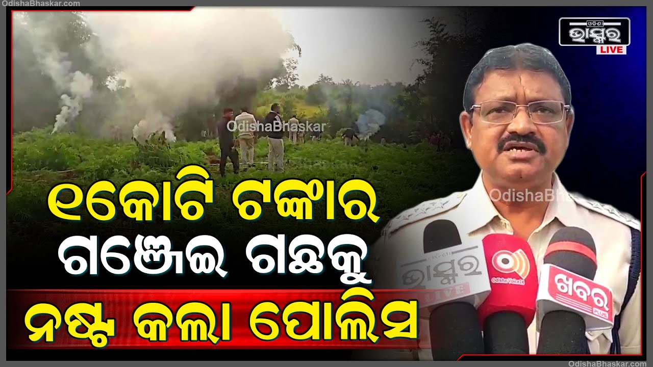 10 ଏକର ଜମିର ଗଞ୍ଜେଇ ଚାଷ ନଷ୍ଟ କରିଲା ବଡଗଡ ପୋଲିସ ଓ ଅବକାରୀ ବିଭାଗ ।