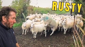 Risking Rams, Hardship Made Easier