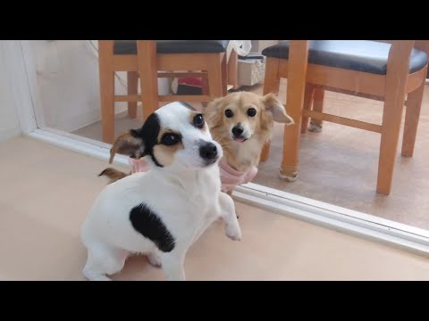チワジャックとチワックス、チワの血を継ぐ者たち　🐶ひみつきちなう！①🐶  2024年4月13日