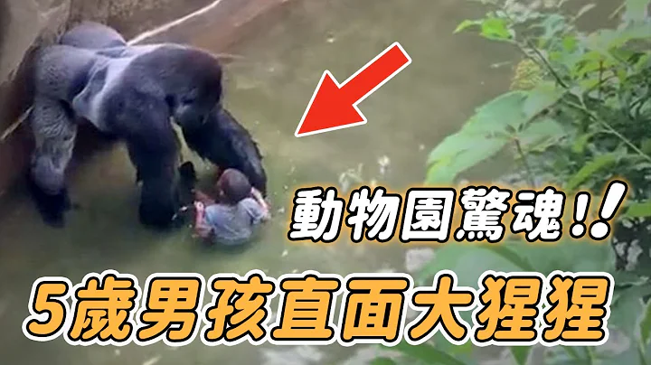 驚心動魄！5歲男孩失足掉入動物園圍欄，大猩猩靠近後的舉動令所有人震驚……【英雄 安全 驚險 救人 英雄 暖聞 奇蹟 不可思議】 - 天天要聞