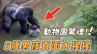 驚心動魄！5歲男孩失足掉入動物園圍欄，大猩猩靠近後的舉動令所有人震驚……【英雄 安全 驚險 救人 英雄 暖聞 奇蹟 不可思議】