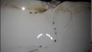 Жнецы в ускоренной съемке (х30). Песочная муравьиная ферма/формикарий. Роем туннели. Второе видео.