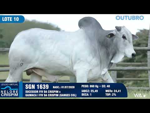 LOTE 10 SGN 1639