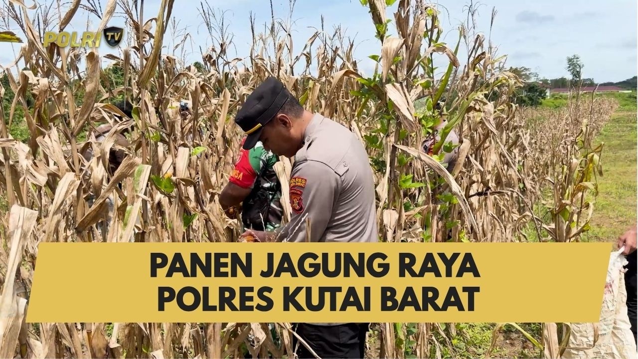 PANEN JAGUNG RAYA POLRES KUTAI BARAT