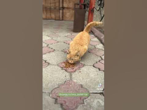 Видишь котика, делай так #helpcats #помощькотам #cats #уличныйкот - YouTube