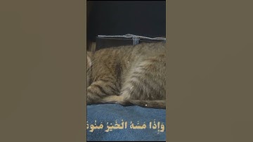 تلاوه هادئه ، ما تيسر من سورة المعارج 🤎 بصوت الشيخ محمود علي البنا #فولو #اكسبلور