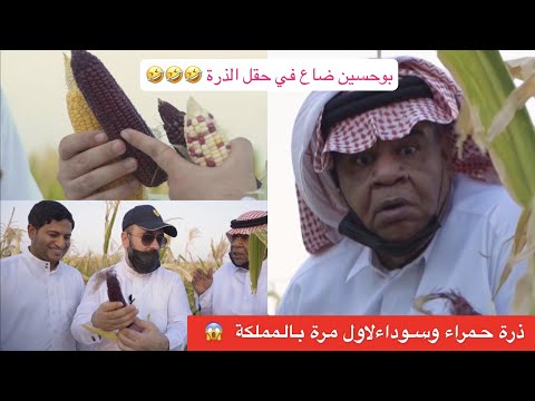 ذرة حمراء بالمملكة لاول مرة !! ضاع علي الشهابي بحقل الذرة 🤣