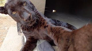 Black Leopards Scents and Sense Abilities  Touch | The Lion Whisperer