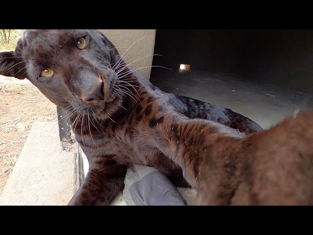 Black Leopards Scents and Sense Abilities - Touch | The Lion Whisperer