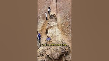 800,000 Years old tree fossils #shorts