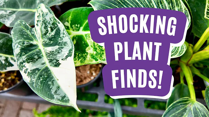 Unexpected RARE HOUSEPLANT finds at Calloways! | Houseplant Shop Tour