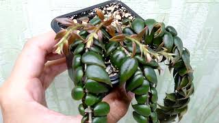 Columnea arguta для Елены.