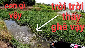 Cái ao lâu năm mà dính con này tưởng gãy cần luôn chứ/câu cá lóc Gò Công|Thái Nguyễn fishing
