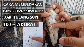 MEMBEDAKAN PERKUTUT JANTAN DAN BETINA DARI TULANG SUPIT