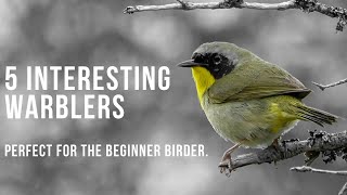 5 Fun and Interesting Warblers | Perfect For The Beginner Birder