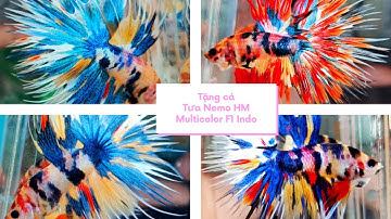 Tặng Mỗi khán giả 2 em cá đuôi tưa HM Nemo Multicolor F1 Indo ✩ 0932548988 Shop Betta Bình Dương