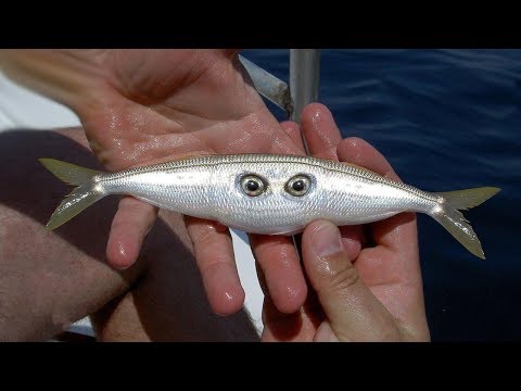 Video: Beluga üzgün bir balıktır