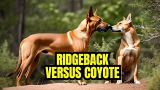 Ridgeback vs Coyote: The Showdown of the Century