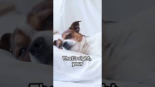 The Secret Life of Dogs: A Nap-tastic Tale #dogtvdogrelaxmusic #dogtv #dogmusic