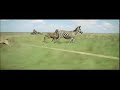 Africa Addio (1966) - Zebra Trip Rope Hunt Scene