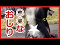 【柴犬】かわいい尻尾撮られたー！柴くろ