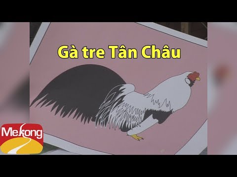 Gà tre kiểng Tân Châu hớp hồn người xem với vẽ đẹp độc đáo