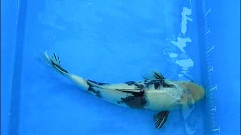 Koi Logic Ogata - Shiro Utsuri