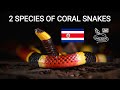 Deadly venomous coral snakes (Micrurus) from Costa Rica, mimicry, red touches yellow, false coral