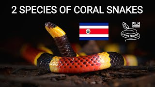 Deadly venomous coral snakes (Micrurus) from Costa Rica, mimicry, red touches yellow, false coral