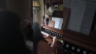 Ragdoll Cat watches 'Let there be Peace on Earth' 1864 Pump Organ by Zelda Zelda 41 views 2 weeks ago 1 minute, 54 seconds