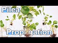 How To Propagate Pilea Peperomioides ( Chinese Money Plant )