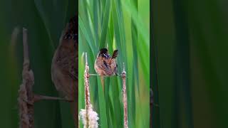 Long-Billed Swamp Wren I Can Sing With My Legs Spread Apart.do You Like It?