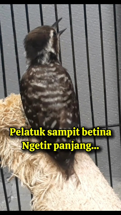 Pelatuk sampit betina ngetir #shorts