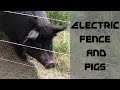SET UP and TRAINING PIGS to Electric Fences